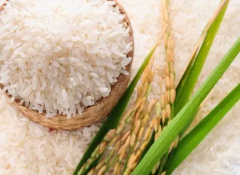 خرید و قیمت برنج دو نوج مازندران + فروش عمده